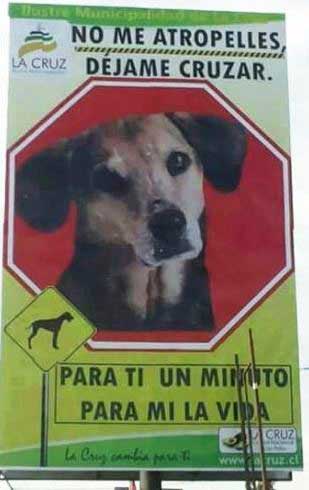 Amor a los animales en la mejor radio